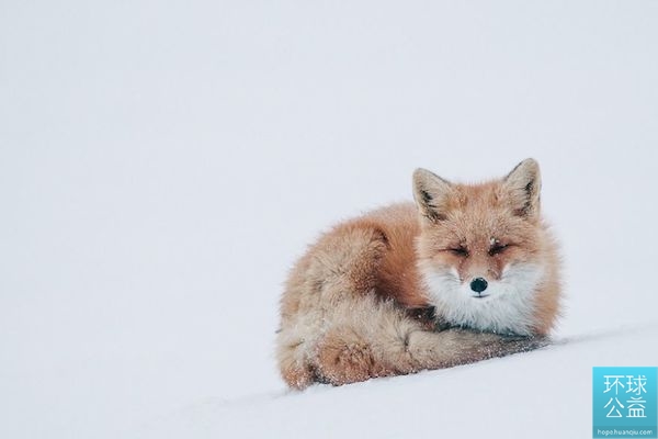 Глазами российского фотографа: спокойная жизнь лис