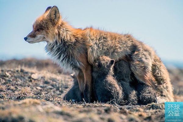 Глазами российского фотографа: спокойная жизнь лис