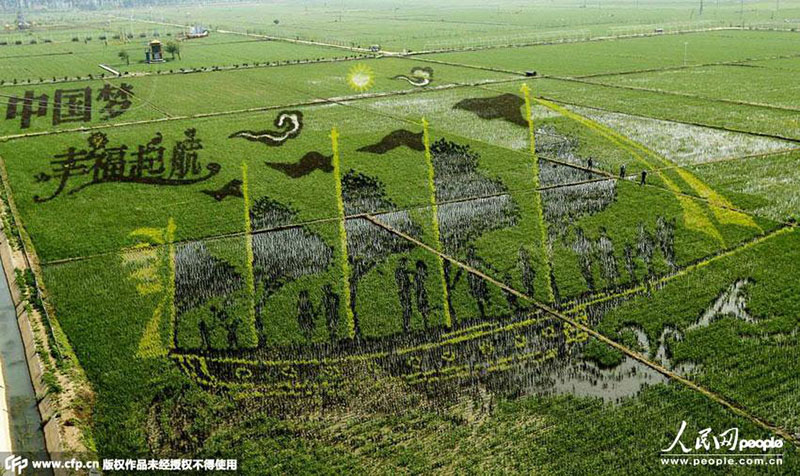 В Шэньяне представлено 3D-полотно рисового поля размером 10 га