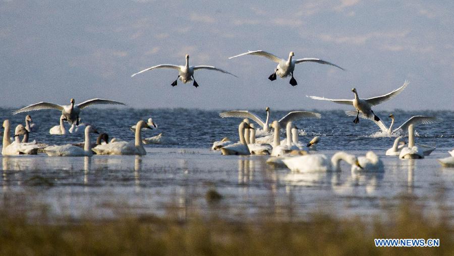 Из-за подъема уровня воды в озере Поянху перелетные птицы испытывают трудности с добычей пропитания