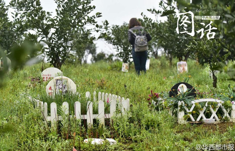 Кладбище домашних животных в Чэнду: самая высокая цена на захоронение - 12 тысяч юаней