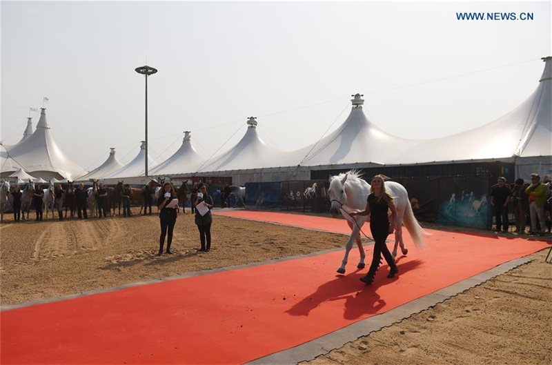 Всемирно известное конное шоу "Cavalia" впервые пройдет в Пекине