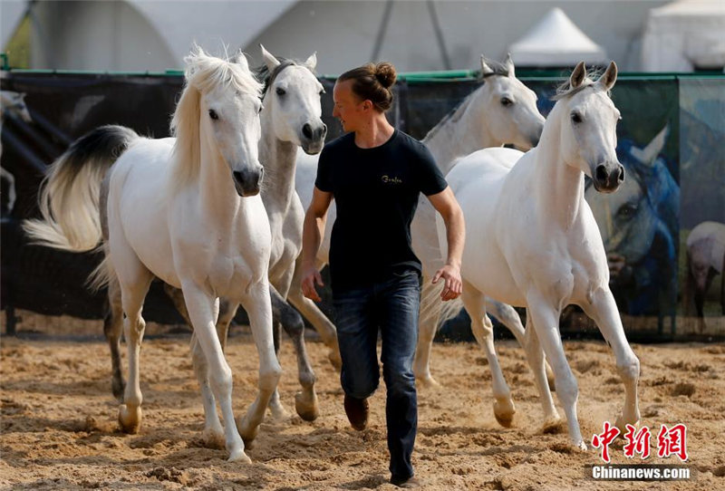 Всемирно известное конное шоу "Cavalia" впервые пройдет в Пекине