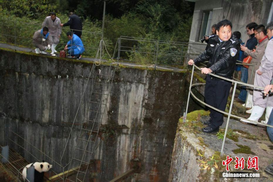 Китайские полицейские за 3 часа выручили дикую панду из воды