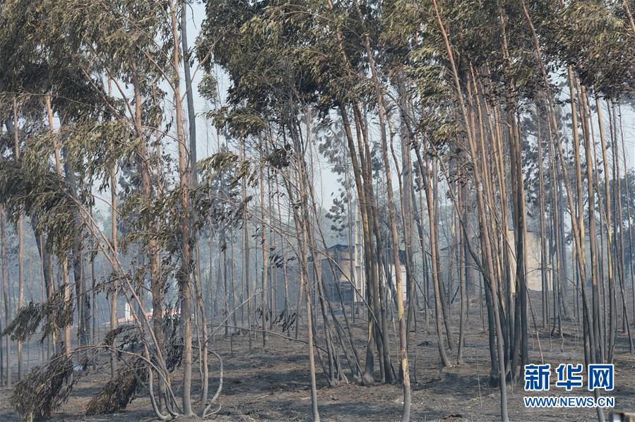 Число погибших при лесных пожарах в Португалии возросло до 57 человек