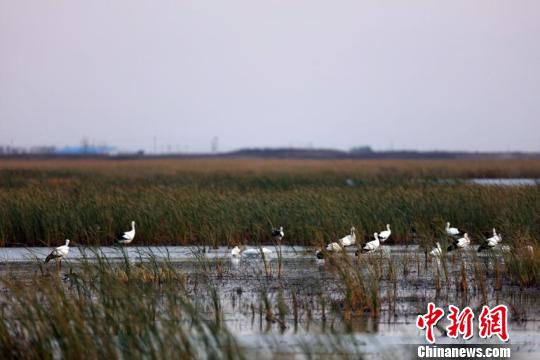 В провинцию Цзилинь прилетели сотни дальневосточных аистов