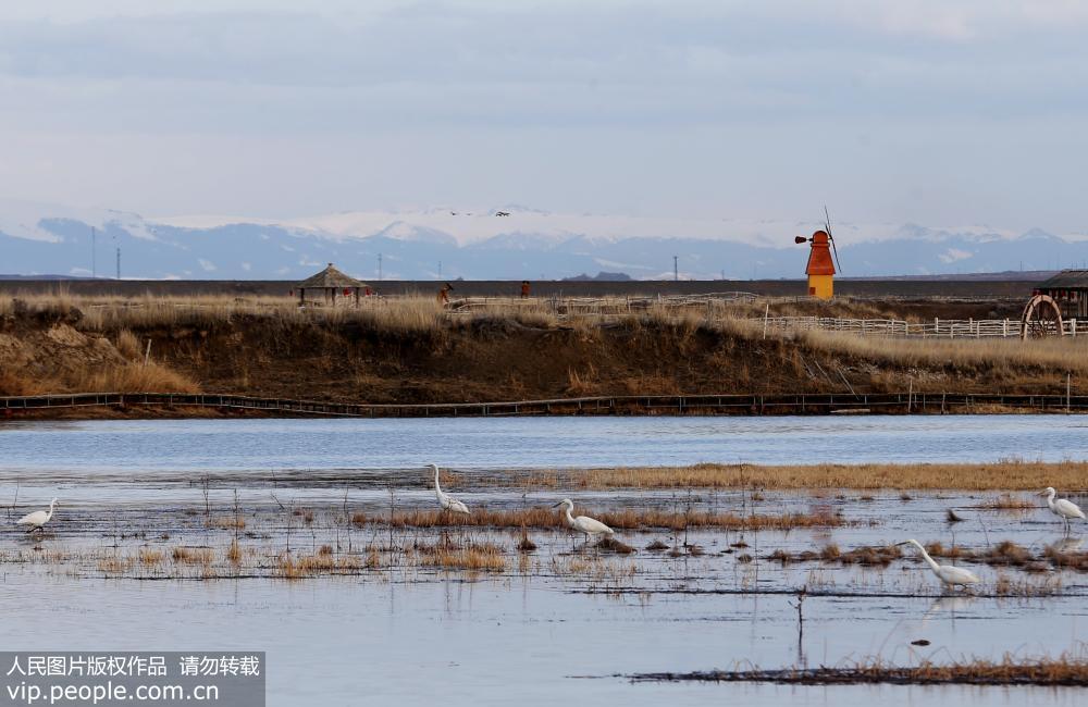 Парк водно-болотных угодий Гаоцзяху в Синьцзяне – рай для птиц