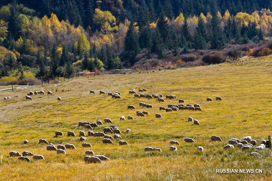 Осенние пейзажи в провинции Ганьсу