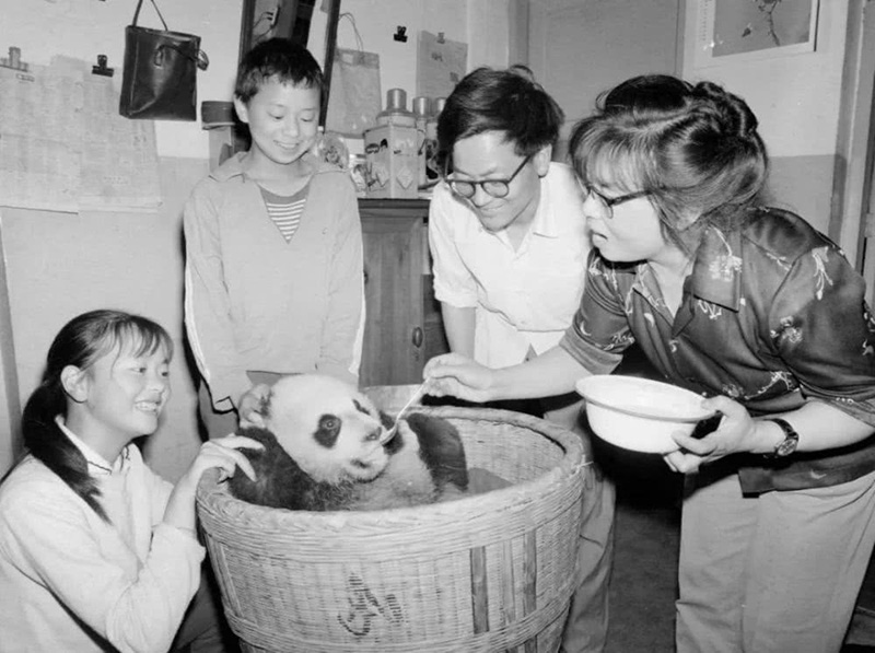 84-летняя китаянка стала известной благодаря фотографиям панд