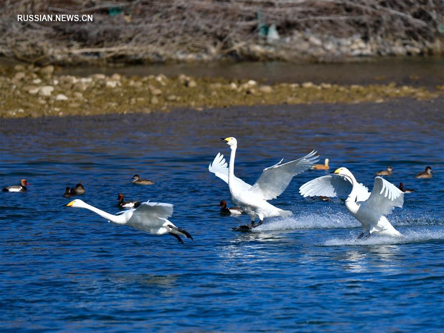 "Лебединое озеро" в водно-болотных угодьях реки Хуанхэ