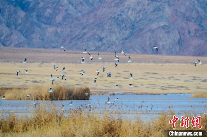 Национальный парк водно-болотных угодий Дуланьху привлек множество диких птиц