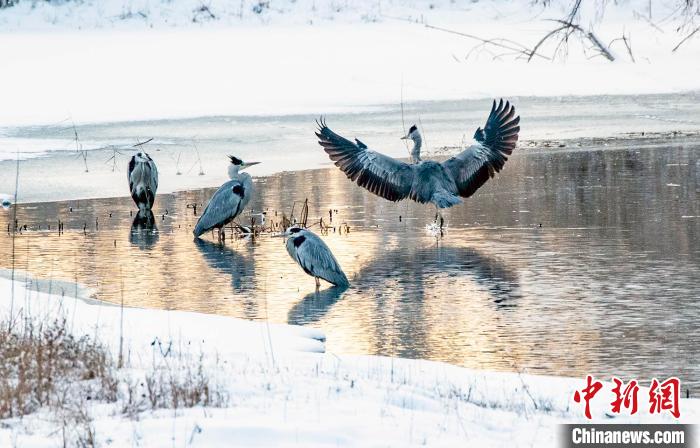 Серые цапли украсили болотные угодья Синьцзяна