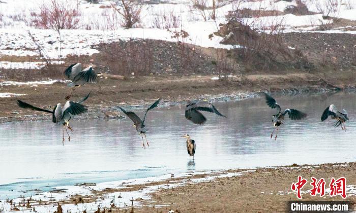 Серые цапли украсили болотные угодья Синьцзяна