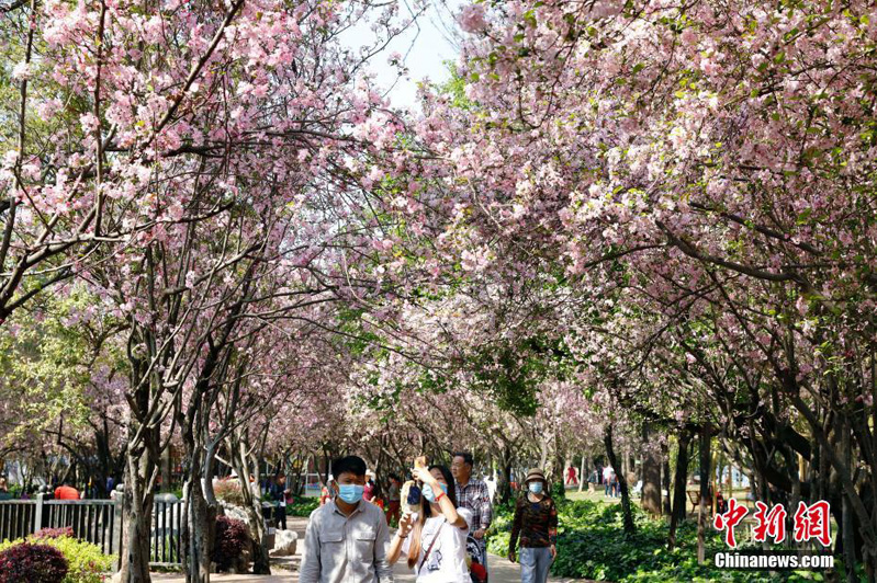 Пышное цветение яблони-китайки в китайском городе Куньмине