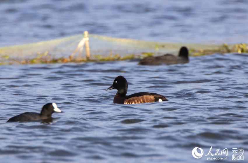 В городе Тэнчун провинции Юньнань проживает 67 видов водоплавающих птиц