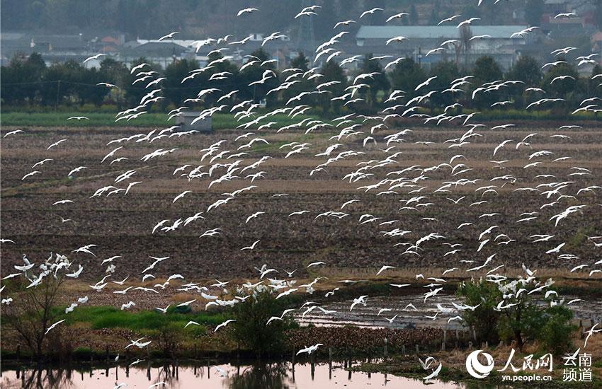 В городе Тэнчун провинции Юньнань проживает 67 видов водоплавающих птиц