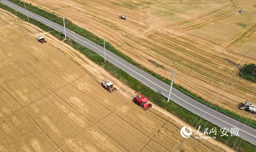 В провинции Аньхой началась уборка пшеницы