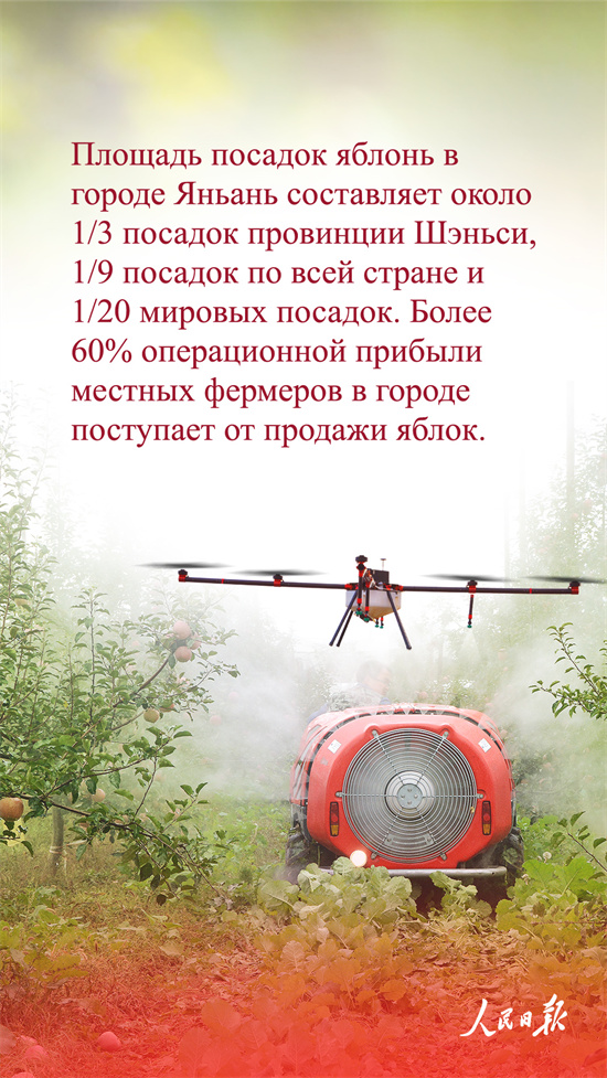 Почему яблоки города Яньань настолько популярны?