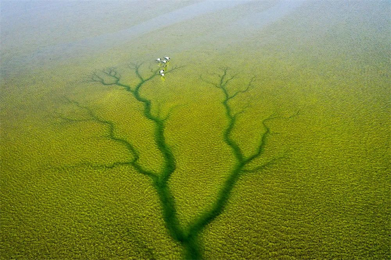 Город Дунъин прилагает усилия для восстановления водно-болотных угодий в дельте реки Хуанхэ