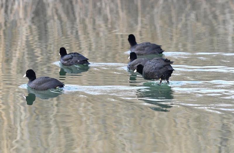 В первом квартале качество воды в реках и водоемах Китая улучшилось