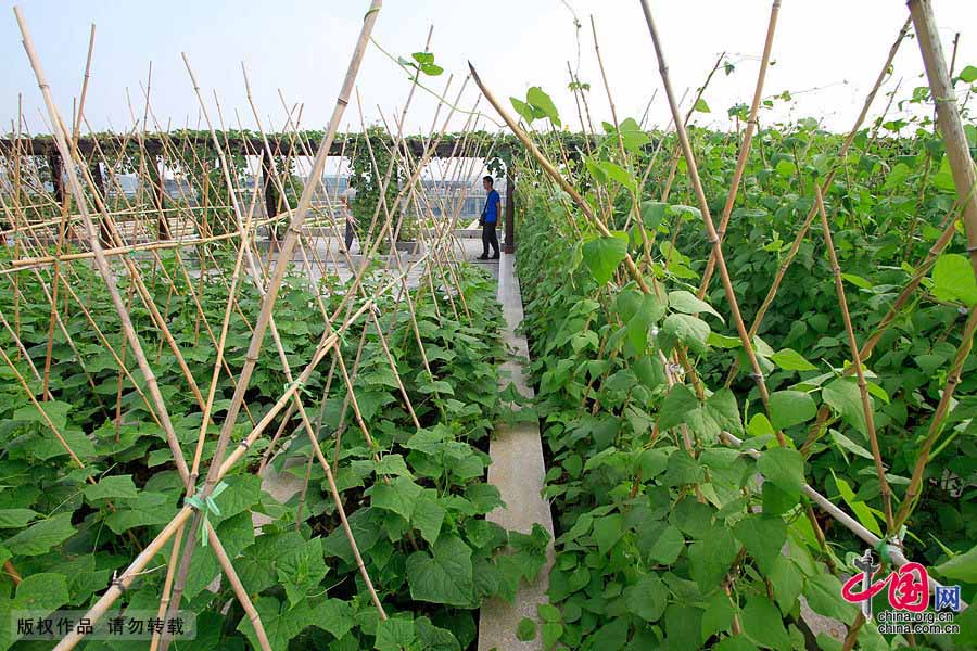 В Нанкине открылся Всемирный конгресс Green Roof 2013 года (4)